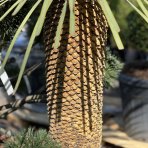 Juka stromová (Yucca rostrata) – výška 110–130 cm, výška kmeňa 60–70 cm, kont. C70L (-22°C)